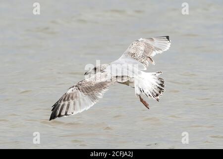 European Herring Gull (Larus argentatus), immature bird in flight over sea, Walcott, Norfolk, United Kingdom, 4 September 2020 Stock Photo