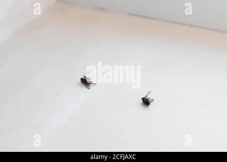 Two dead flies isolated on white background Stock Photo