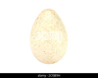 Single turkey egg isolated on a white Stock Photo
