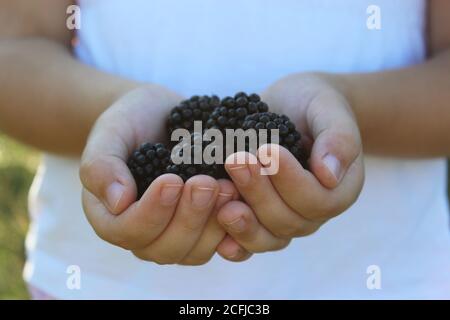 ripe blackberries in children palms Stock Photo