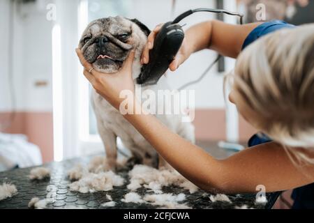 Dog grooming concept. Grooming and washing pug bread dog in the saloon Stock Photo