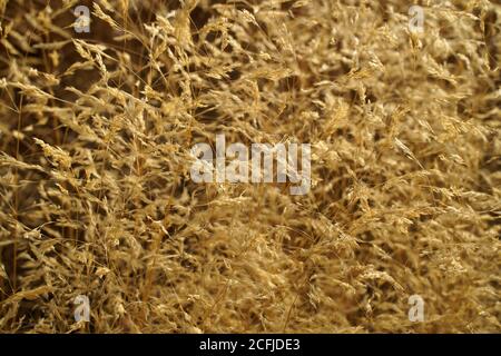 Dry crops in mediterranean field Stock Photo