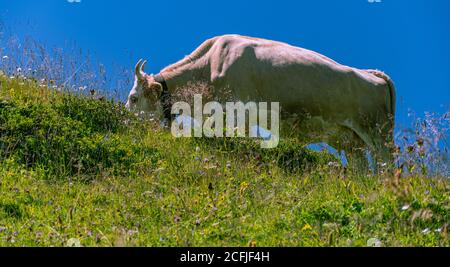 Cow grazing on an alpine pasture against blue sky Stock Photo