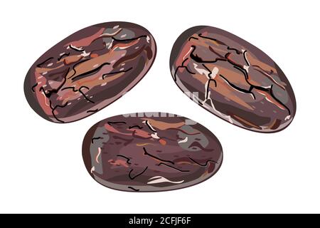 Cocoa beans isolated on white background. Three cacao seeds. Chocolate dessert component. Pile of dried cocoa grains. Stock vector illustration Stock Vector