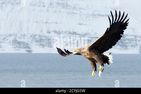 Close up of a White-tailed sea Eagle (Haliaeetus albicilla) in flight, winter in Norway. Stock Photo