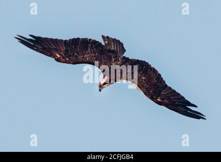 raptors in wildlife of Pakistan