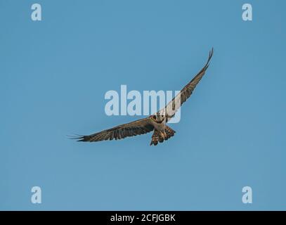 raptors in wildlife of Pakistan