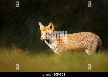 Close up of a young Red fox (Vulpes vulpes) standing in grass. Stock Photo