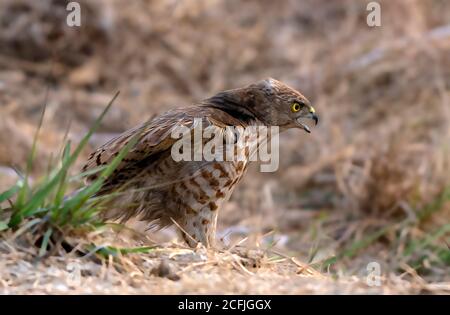 raptors in wildlife of Pakistan