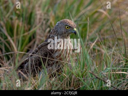 raptors in wildlife of Pakistan