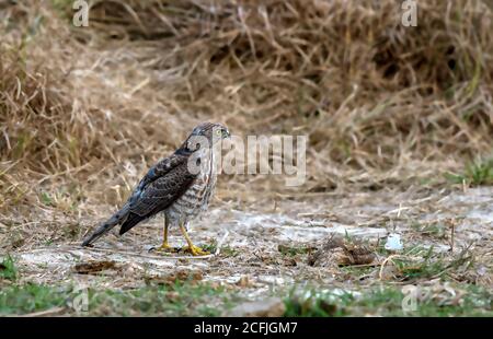 raptors in wildlife of Pakistan