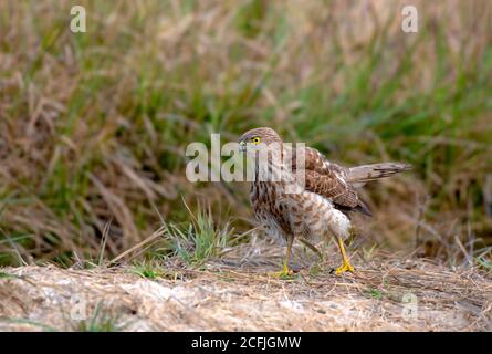 raptors in wildlife of Pakistan
