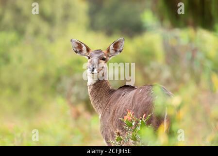 Close up of a Mountain Nyala standing in Gaysay Grassland, Ethiopia. Stock Photo