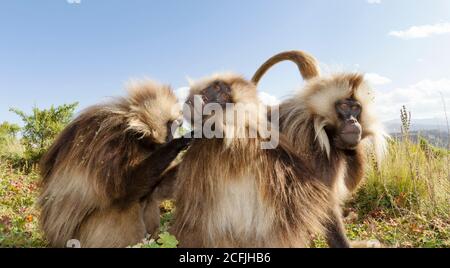 Close up of a group of Gelada monkeys (Theropithecus gelada) grooming in Simien mountains, Ethiopia. Stock Photo