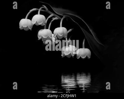 A mono study of a reflected Lily of the Valley in West Dean Gardens Stock Photo