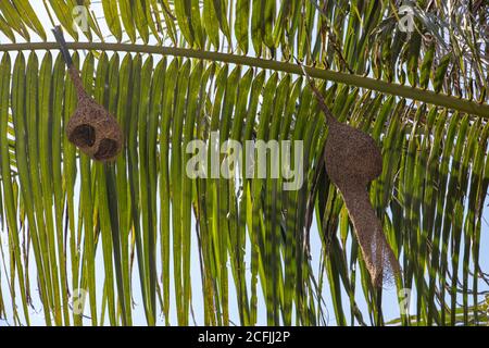 A birds nests hang under leaf of palm tree. The long pendulous nesting tubes weaved by the birds The Baya Weaver (Ploceus philippinus), Thailand. Stock Photo