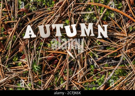 The word autumn, written in wooden letters on fallen pine needles, in a natural forest. Withering concept. Bright light. Close up. Space for text. Stock Photo