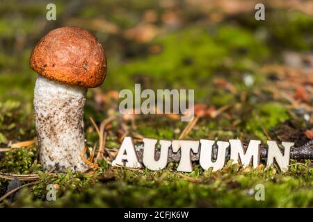 The word autumn, written in wooden letters on fallen needles in a natural forest, next to a mushroom. Withering concept. Selective focus. Copy space. Stock Photo