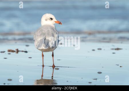 Mediterranean Gull, (Icthyaetus melanocephalus) standing on beach near sea, Bacton, Norfolk, United Kingdom, 1 September 2020 Stock Photo
