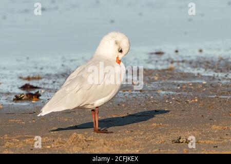 Mediterranean Gull, (Icthyaetus melanocephalus) standing on beach near sea, Bacton, Norfolk, United Kingdom, 1 September 2020 Stock Photo