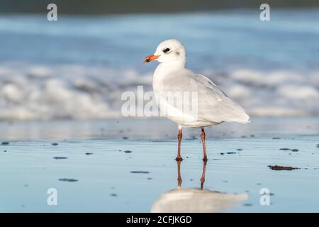 Mediterranean Gull, (Icthyaetus melanocephalus) standing on beach near sea, Bacton, Norfolk, United Kingdom, 1 September 2020 Stock Photo