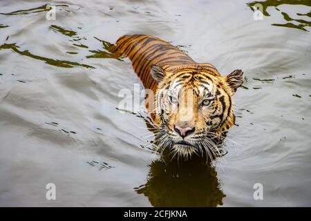 The tiger swims on the water. The tiger stands in the water and looks i front. Stock Photo