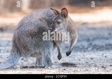 Red-necked wallaby- WALLABY DE BENNETT - MACROPUS RUFOGRISEUS Stock Photo