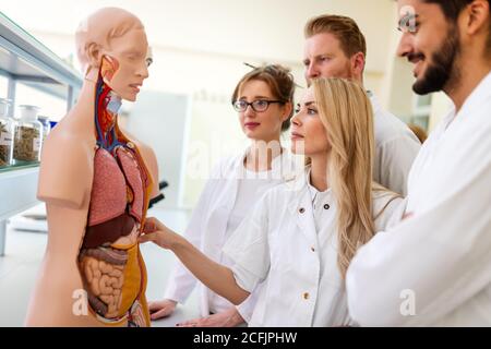 Student of medicine examining anatomical model in lab Stock Photo