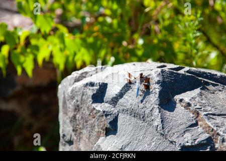 brown and blue dragon fly outside on a rock with copy space Stock Photo