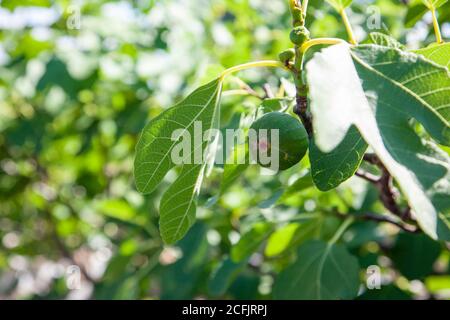 a beautiful raw fig on a fig tree outside Stock Photo