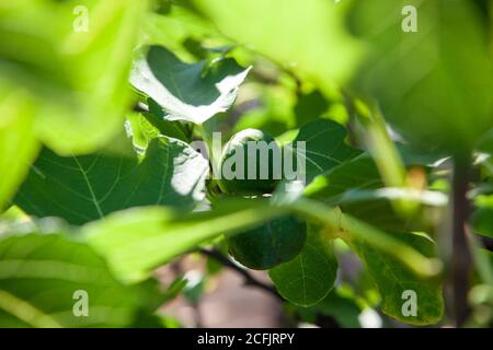 beautiful raw green figs on a fresh fruit tree outside in the sun Stock Photo