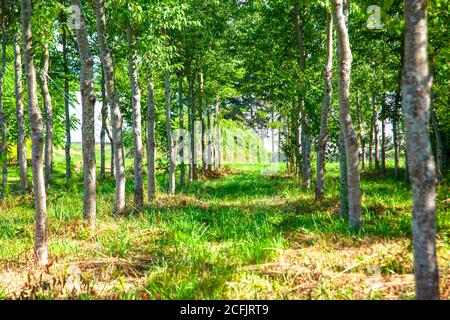 outside path of long trees outside creating a walkway through the grass Stock Photo