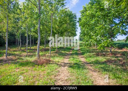 a quiet peaceful scene among tall skinny trees in the summer Stock Photo