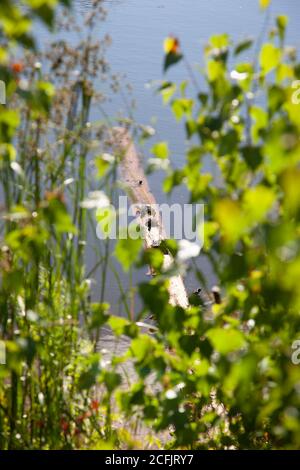 vertical photo of turtles on a log in a sunny pond Stock Photo