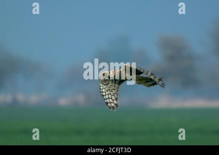 raptors in wildlife of Pakistan