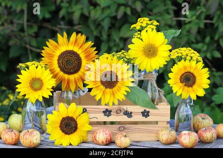 summer garden decoration with sunflowers in glass bottles and apples