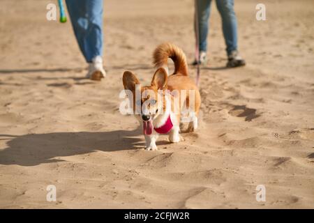 Cropped image of people walking in beach with dog. Foots of woman and man going on sand road outdoors with corgi puppy. Focus on pet, human legs on background Stock Photo