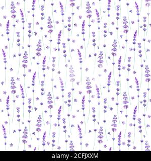 Lavender flowers watercolor seamless pattern on white background. Watercolour hand drawn botanical texture illustration. Print for textile, wallpaper, Stock Photo