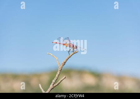 Red dragonfly resting on a branch Stock Photo