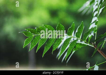 Branch with green leaves and a blurry green background Stock Photo