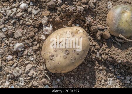 Disease damage / diseased potato. Perhaps the beginnings of a Powdery Scab infestation but uncertain. Scabby potato. Stock Photo