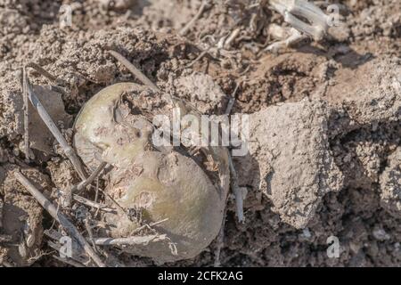 Disease damage / diseased potato. Possibly the effect of Potato Gangrene once potato killed off, or perhaps potato blight dried out, but uncertain. Stock Photo