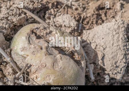 Disease damage / diseased potato. Possibly the effect of Potato Gangrene once potato killed off, or perhaps potato blight dried out, but uncertain. Stock Photo