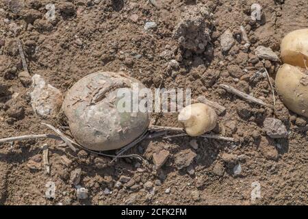 Disease damage / diseased potato. Possibly the effect of Potato Gangrene once potato killed off, or perhaps potato blight dried out, but uncertain. Stock Photo