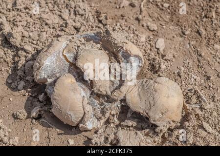 Disease damage / diseased potato. Uncertain whether this is the aftermath of potato Dry Rot, or dried out blighted potatoes. Stock Photo