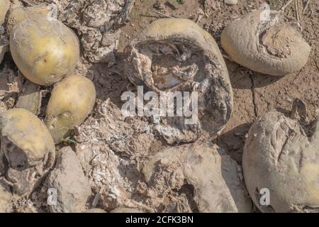 Disease damage / diseased potato. Uncertain whether this is the aftermath of potato Dry Rot, or dried out blighted potatoes. Stock Photo