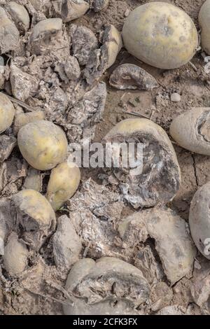 Disease damage / diseased potato. Uncertain whether this is the aftermath of potato Dry Rot, or dried out blighted potatoes. Rotten potato. Stock Photo