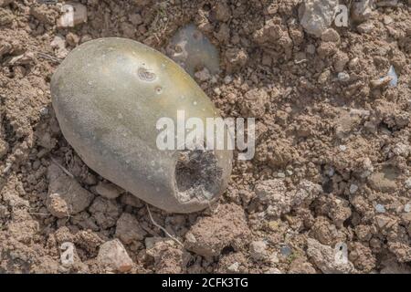 Disease damage / diseased potato. Possibly the effect of Potato Gangrene once potato killed off, but uncertain. Rotten potato. Stock Photo