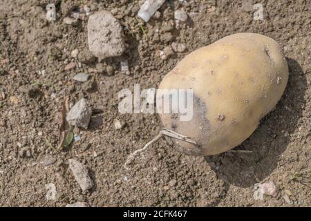 Disease damage / diseased potato. Perhaps the first outward signs of bacterial potato Soft Rot, but uncertain. Stock Photo