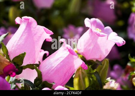 ampanula medium, common name Canterbury Bells, also known as the bell flower. Stock Photo